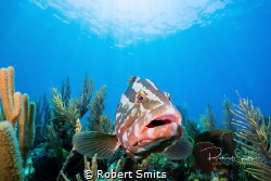 A grouper hanging over the reef, checking out its reflect... by Robert Smits 